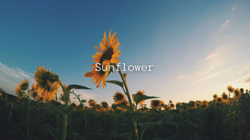 Sunflowerのジャケット