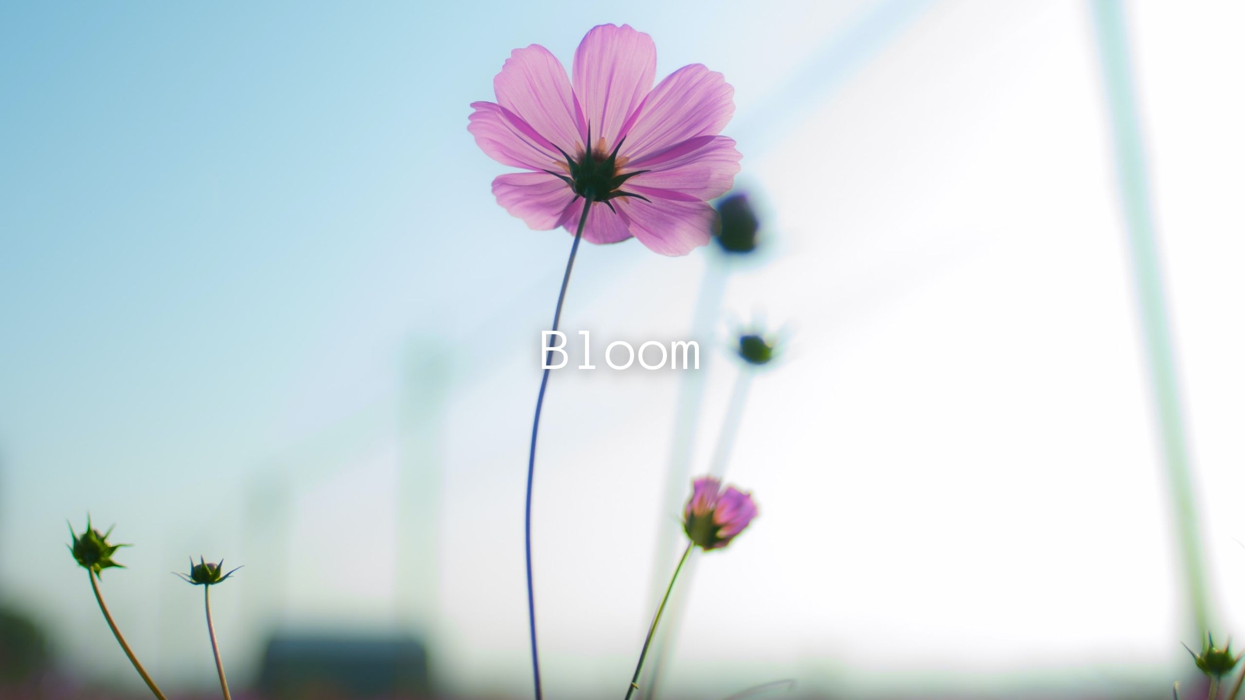 Bloom Acoustic