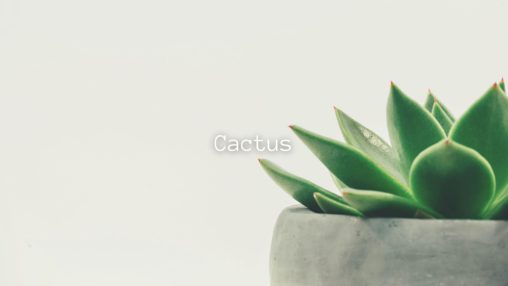 Cactusのサムネイル